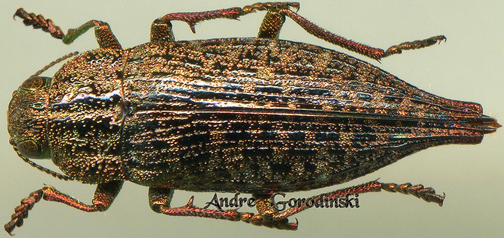 http://www.gorodinski.ru/buprestidae/Dicerca furcata = acuminata.jpg